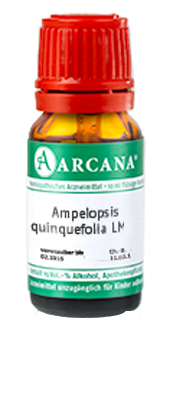 AMPELOPSIS quinquefolia LM 14 Dilution